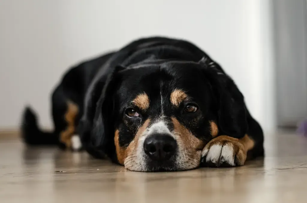 Signs Your Dog Doesn't Respect You