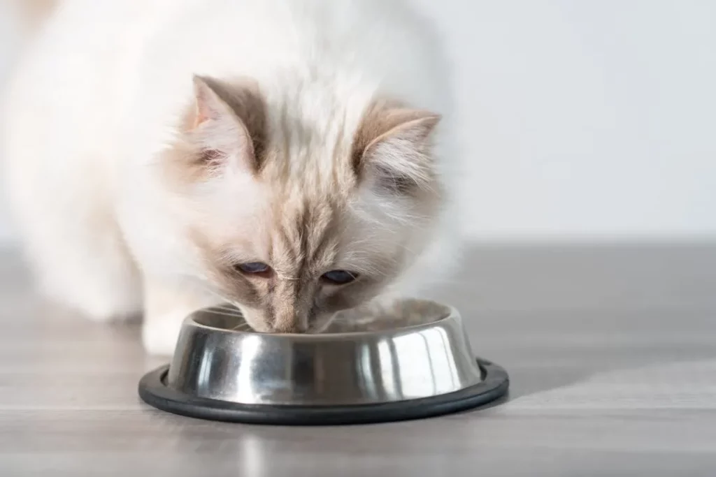 When Do Kittens Start Eating Food?