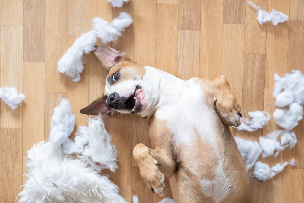 Signs You Have a Good Puppy