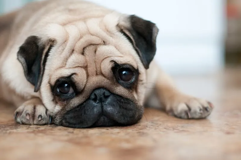 Can Dog Have Depression?
