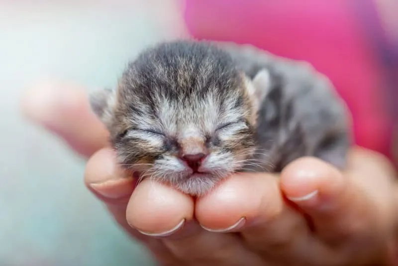When Do Kittens Open Their Ears