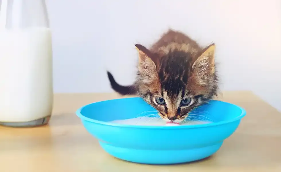 Can Cats Drink Cow Milk?