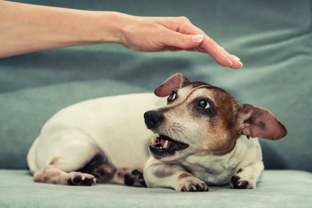 9 Clear Signs Your Dog is Scared of You