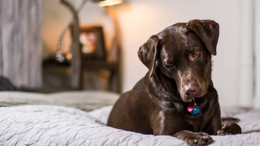 How to Calm a Dog During Storms