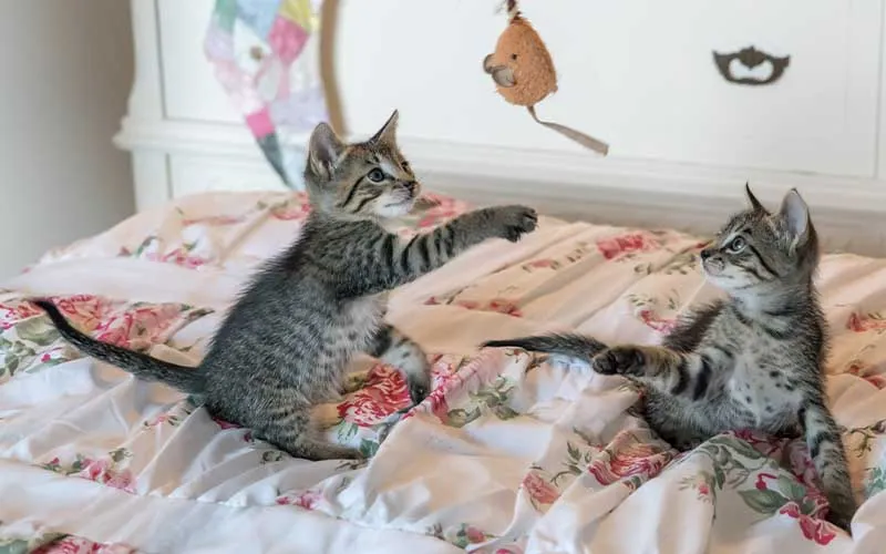 When Do Kittens Start Playing?
