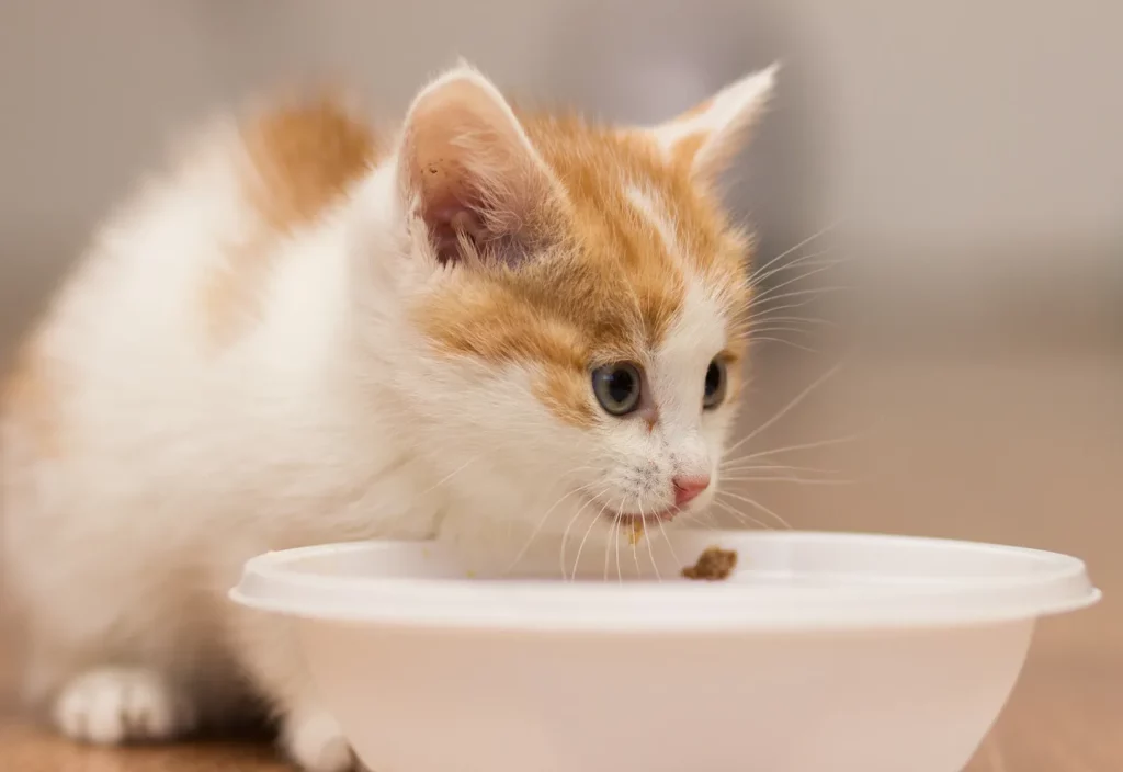 When do kittens hotsell start eating soft food