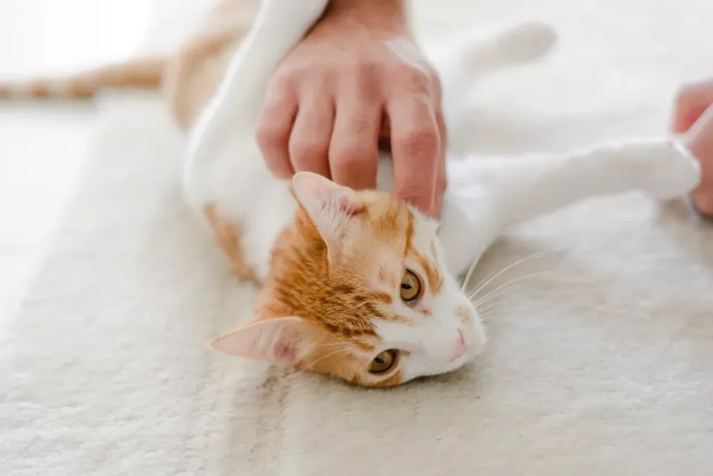 Can I Take a Stray Cat to the Vet for Free?