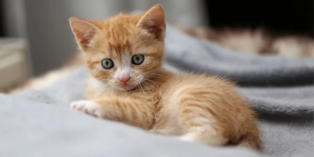 How to Raise a Baby Kitten