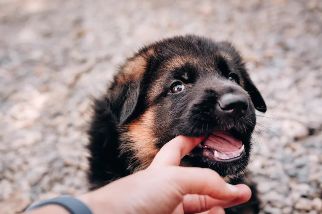 When Do Puppies Stop Biting?