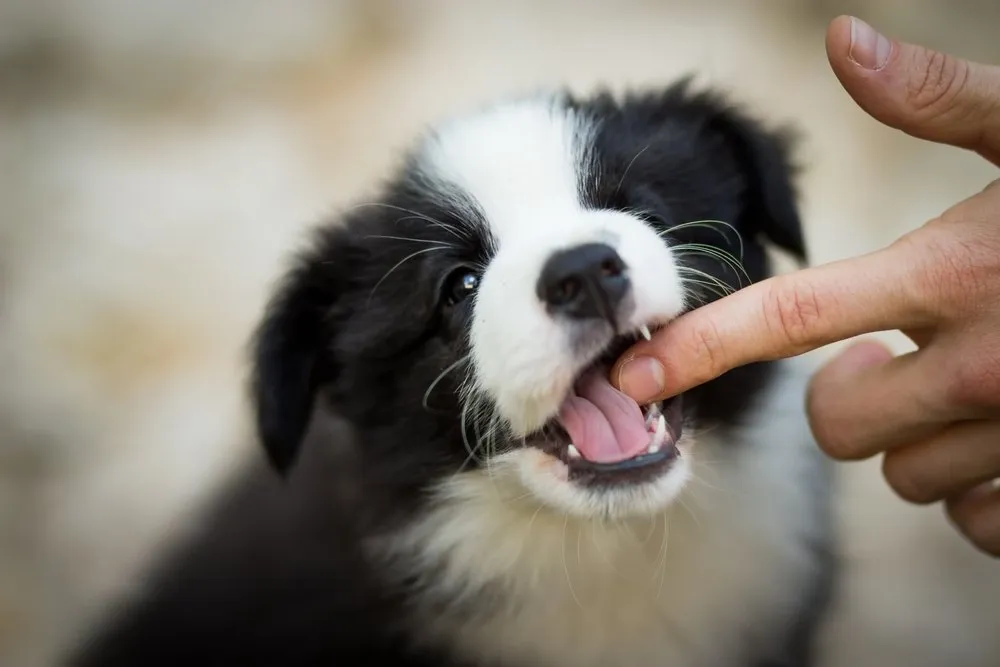 When Do Puppies Stop Biting?