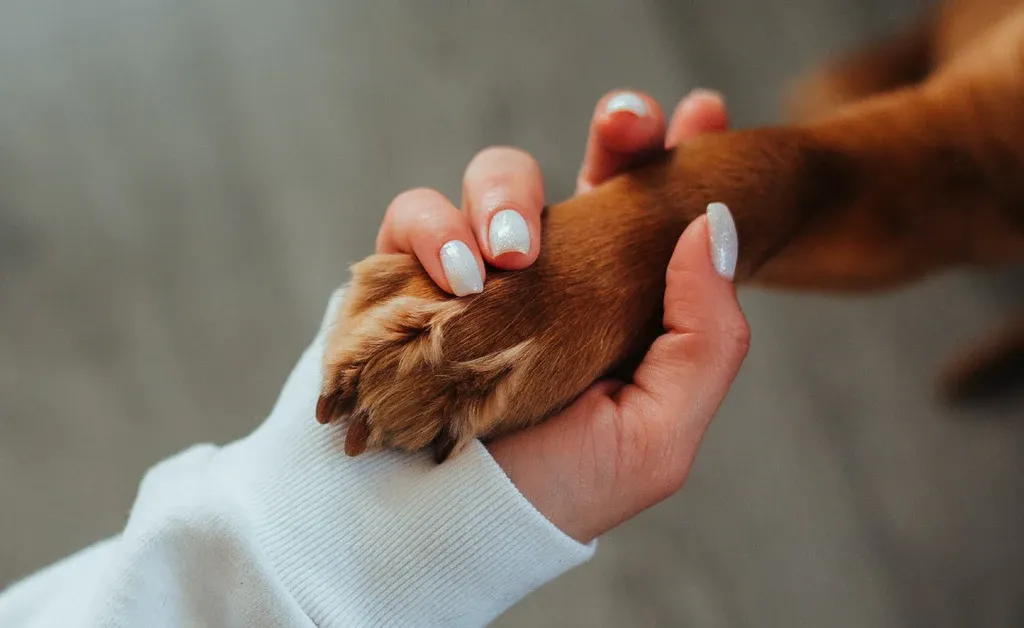 Signs Your Dog is Bonded to You
