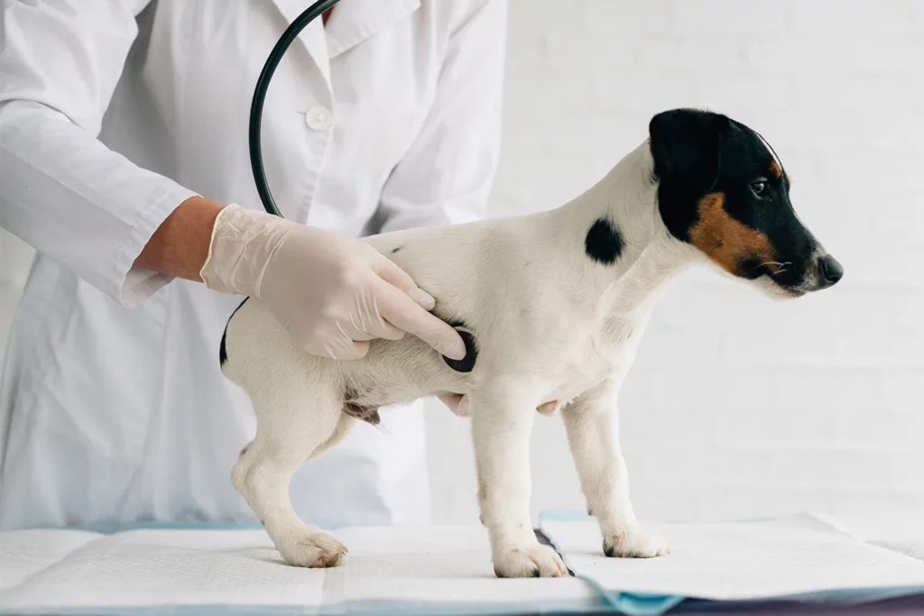 What Causes Bloat in Dogs?