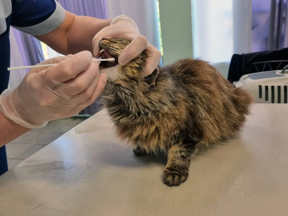 8-step-to-take-a-stray-cat-to-the-vet