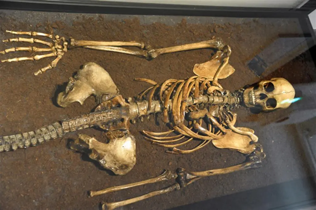 Mermaid Skeleton: Unveiling the Mystery of Mermaids