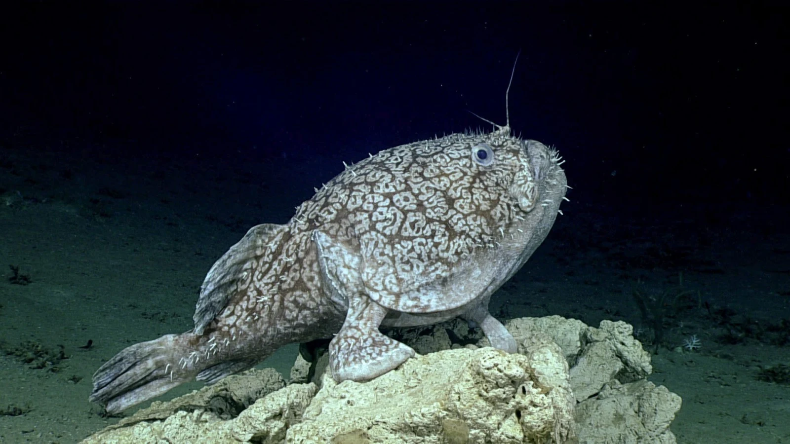 Anglerfish