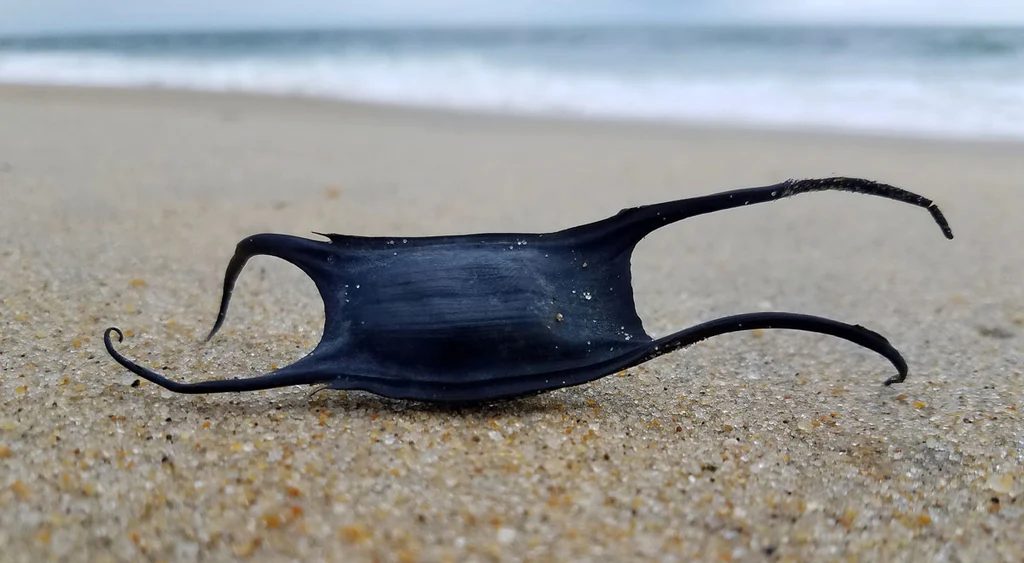 Mermaid Purse: How it Looks like and Where to Find It