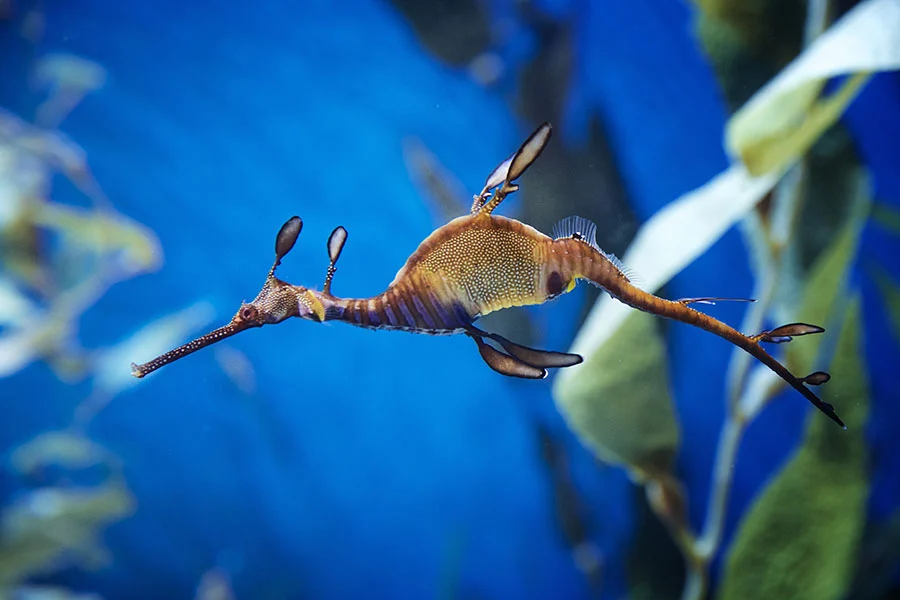 Seahorses