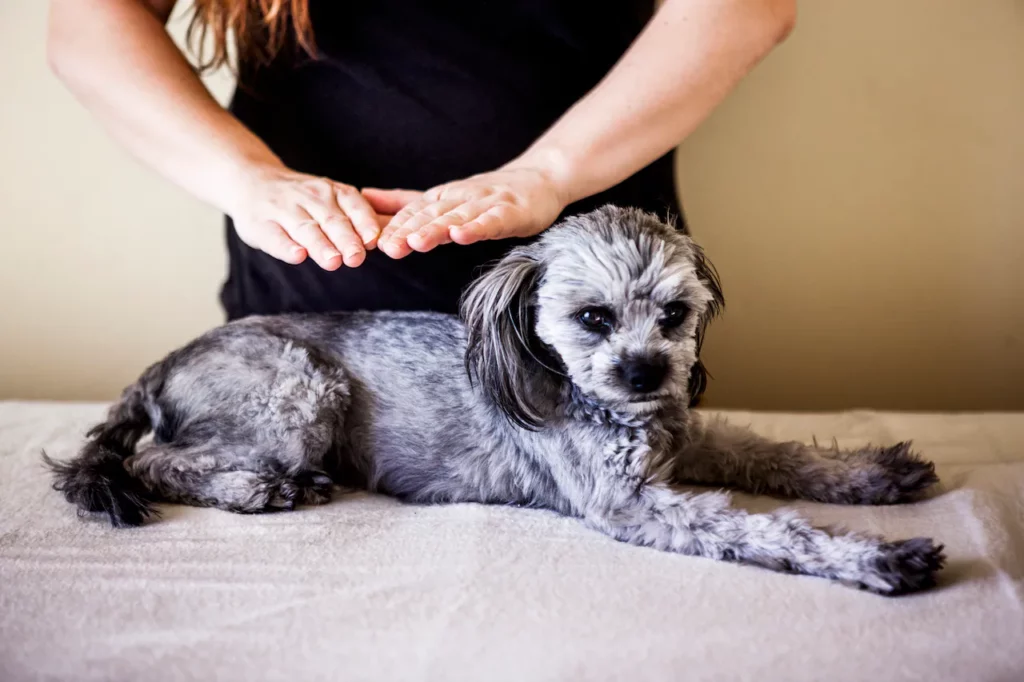 Reiki Hand Positions for Dogs