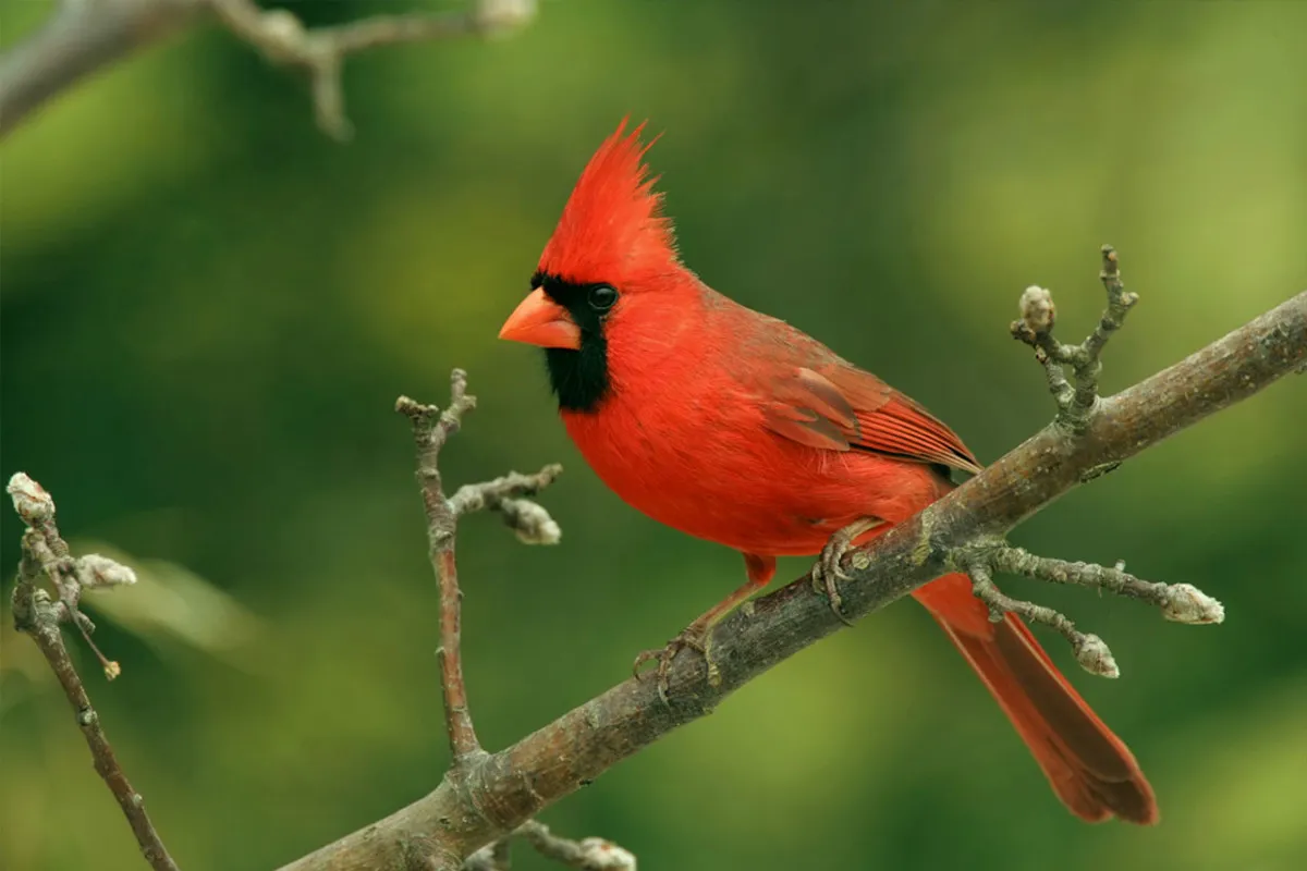 Seeing a Cardinal Meaning