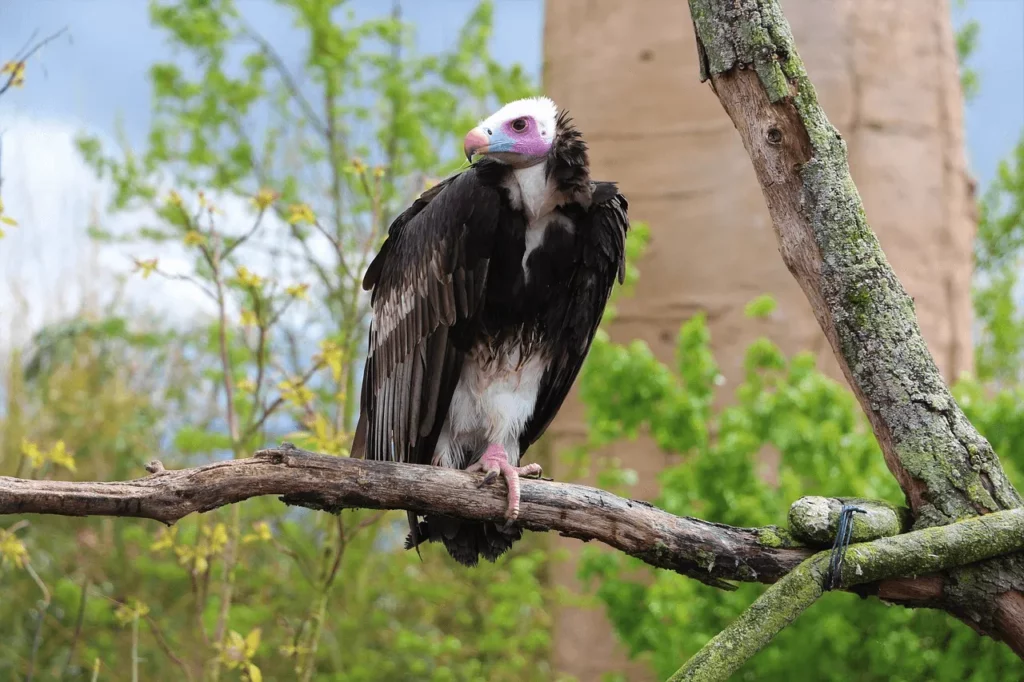 Biblical Meaning of Seeing a Vulture