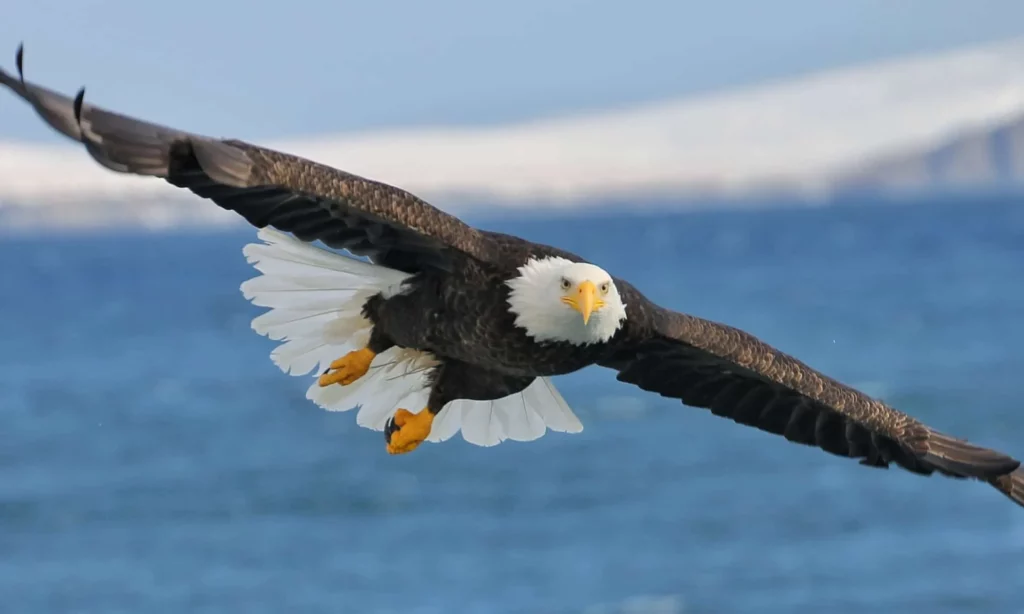 Seeing an Eagle Meaning