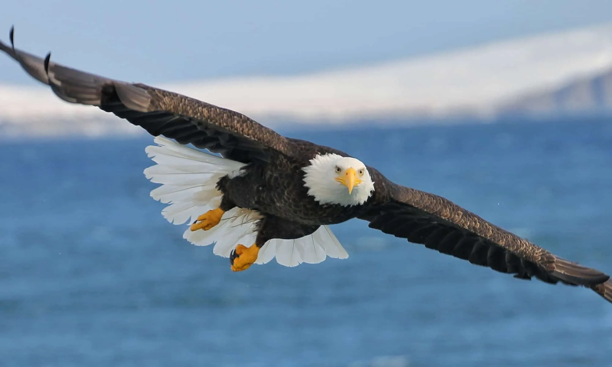 Seeing an Eagle Meaning: Spiritual Meaning Of Seeing An Eagle