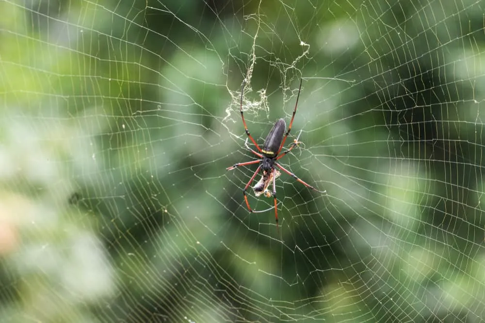10 Spiritual Meaning of Spider Webs