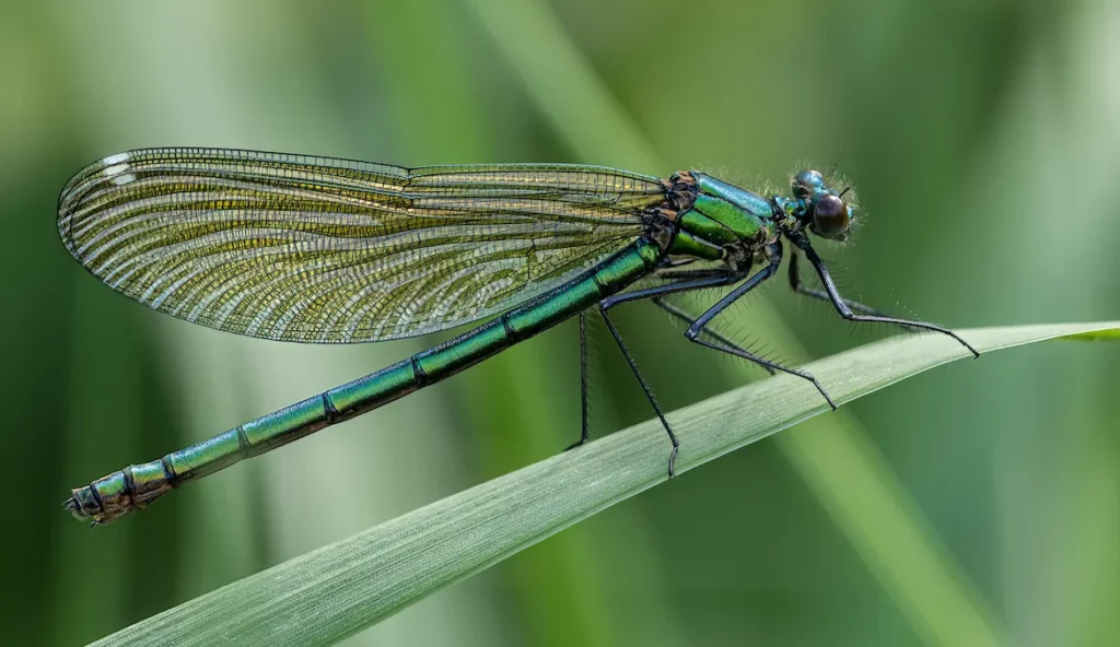Seeing a Dragonfly Meaning