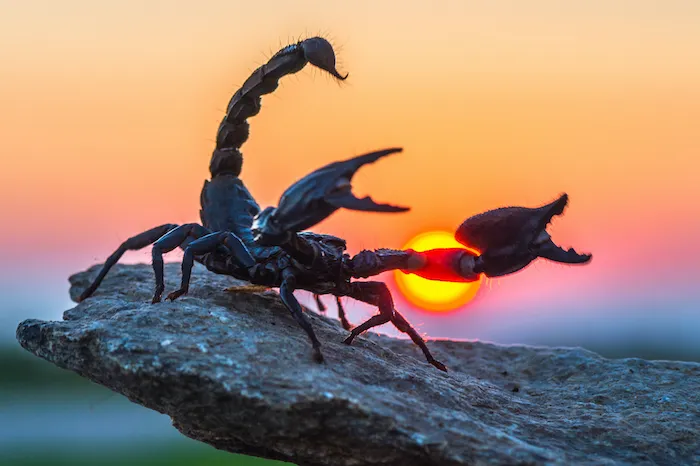 7 Spiritual Meaning of Seeing a Scorpion