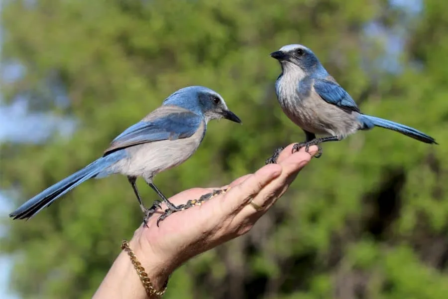 9 Spiritual Meaning of Birds in Dreams