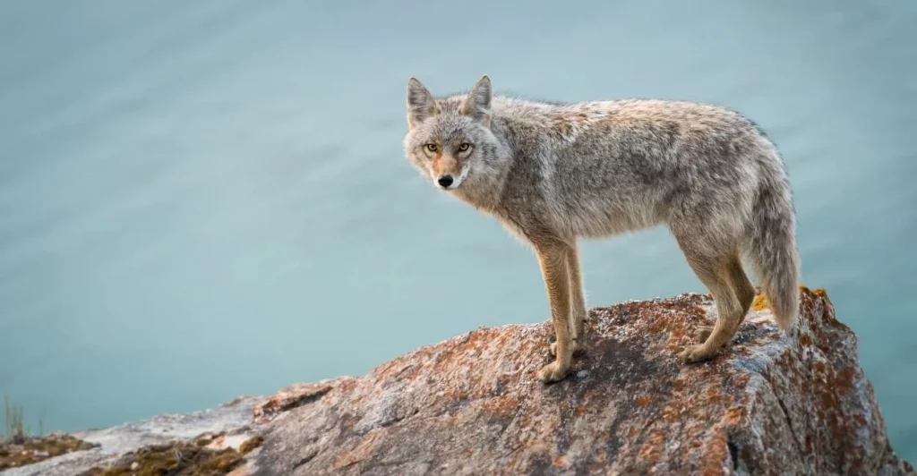 Biblical Meaning of Seeing a Coyote
