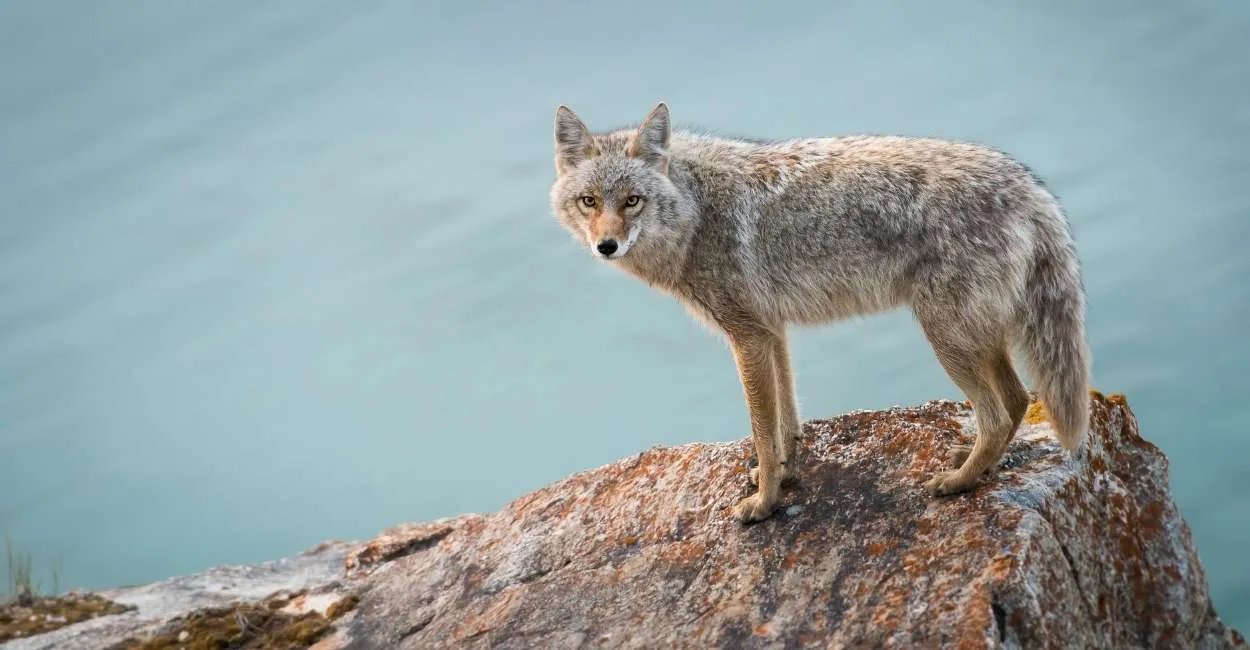Biblical Meaning of Seeing a Coyote