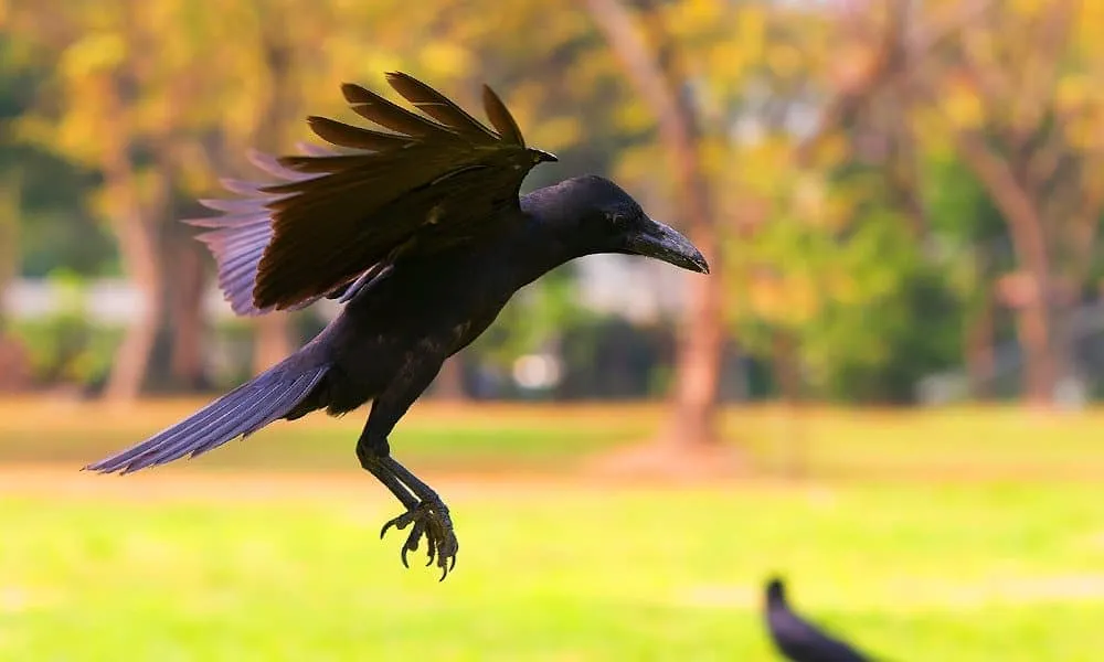 7 Spiritual Meaning of Seeing a Crow