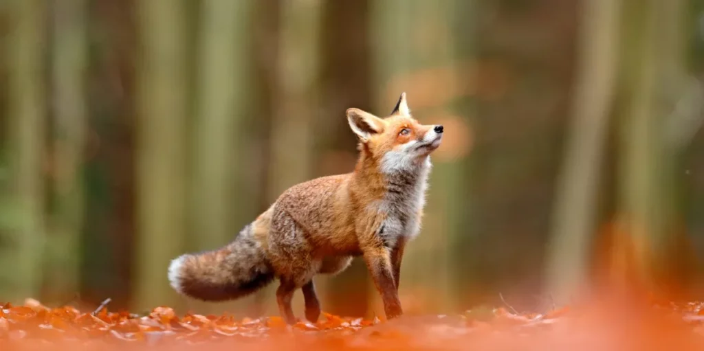 Seeing a Fox Meaning