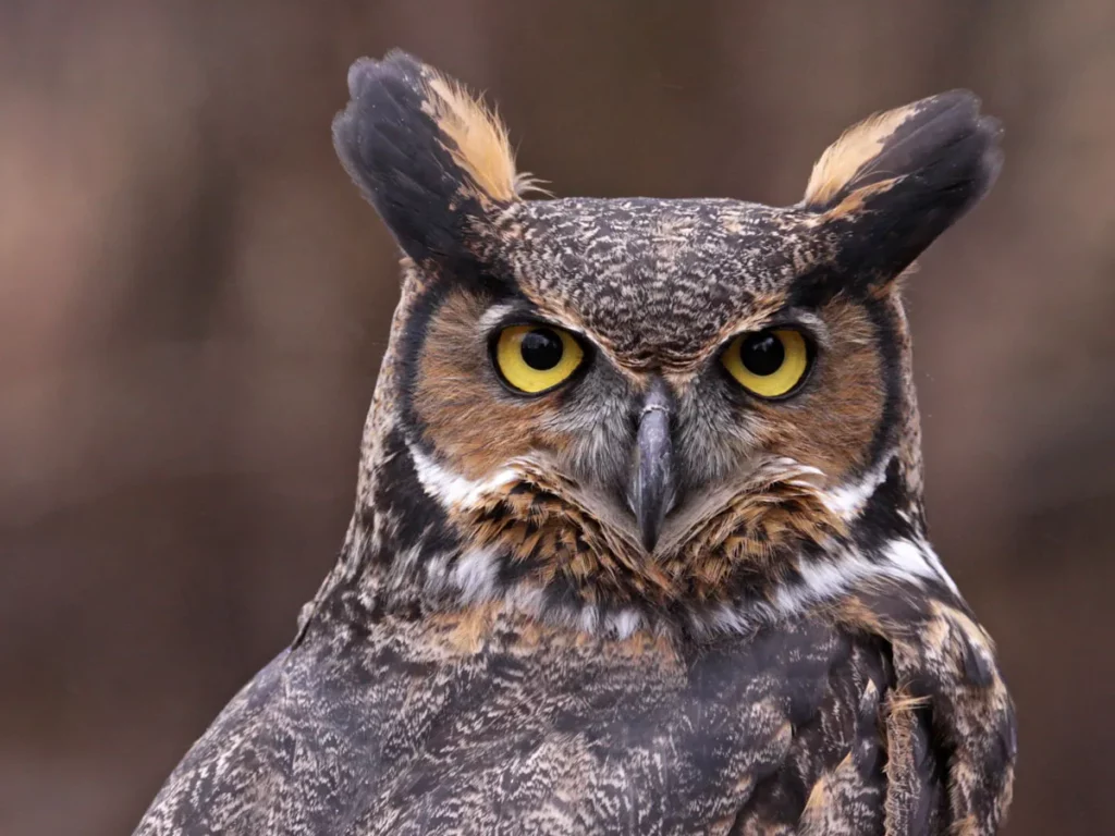 Seeing an Owl Meaning
