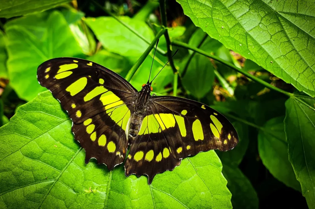 Seeing a Butterfly Meaning