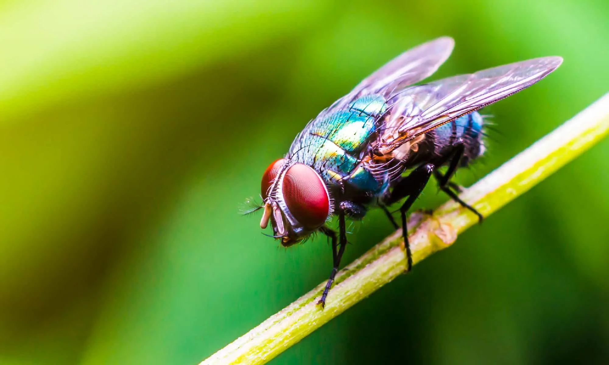 7 Spiritual Meaning of Seeing a Fly
