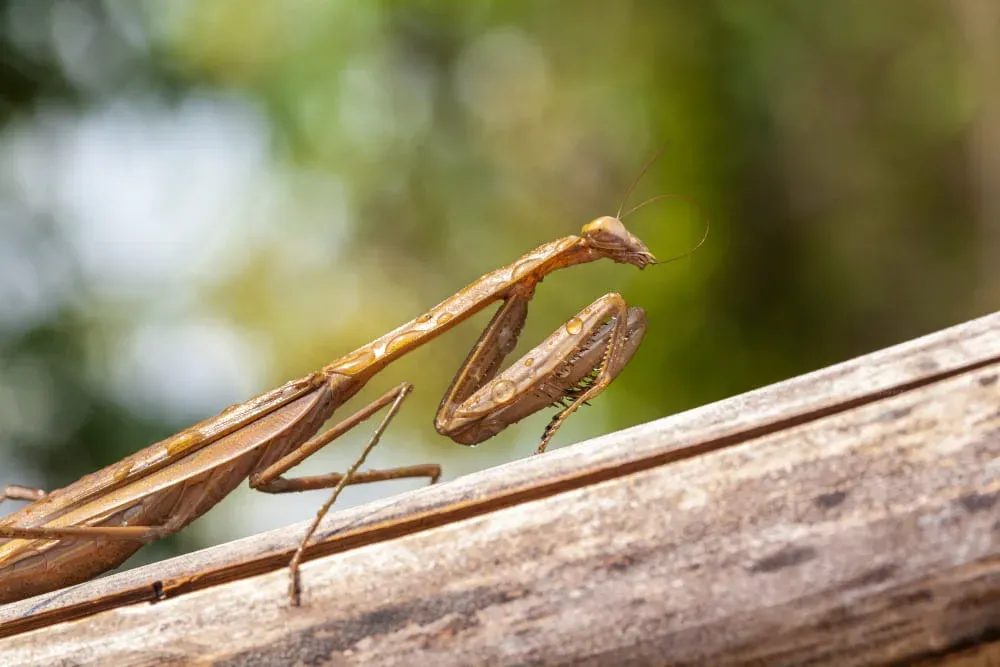 Biblical Meaning of Seeing a Praying Mantis