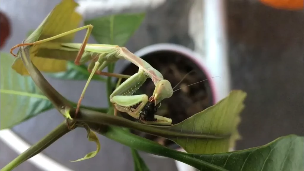 Seeing a Green Praying Mantis Meaning