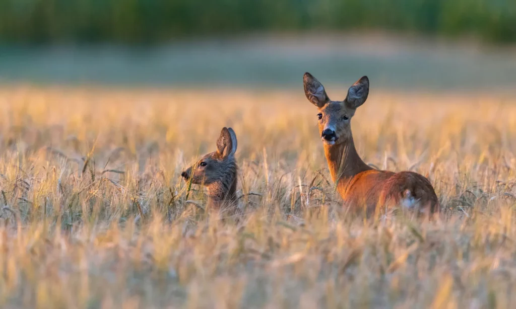 Biblical Meaning of Seeing a Deer