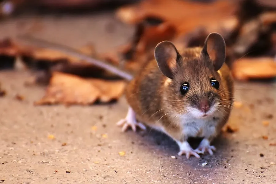 7 Spiritual Meaning of Rats in Dreams