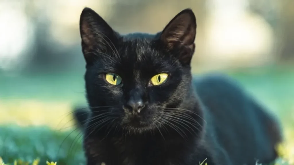 Seeing a Black Cat Meaning