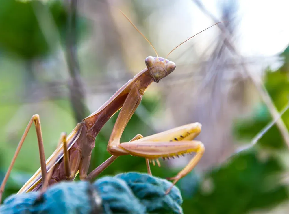 Biblical Meaning of Seeing a Praying Mantis