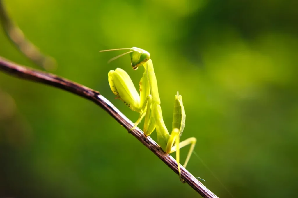 Seeing a Green Praying Mantis Meaning