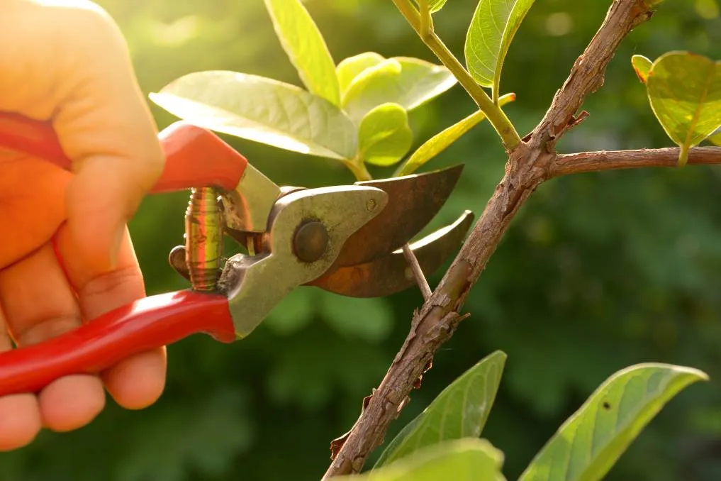 9 Clear Signs That God is Pruning You