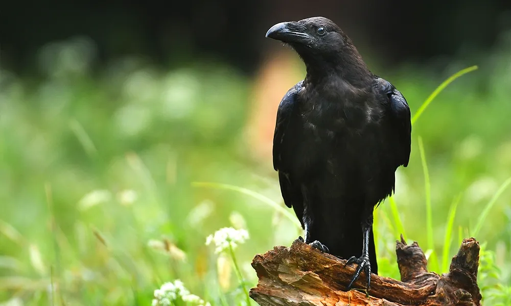 7 Spiritual Meaning of Seeing a Raven 