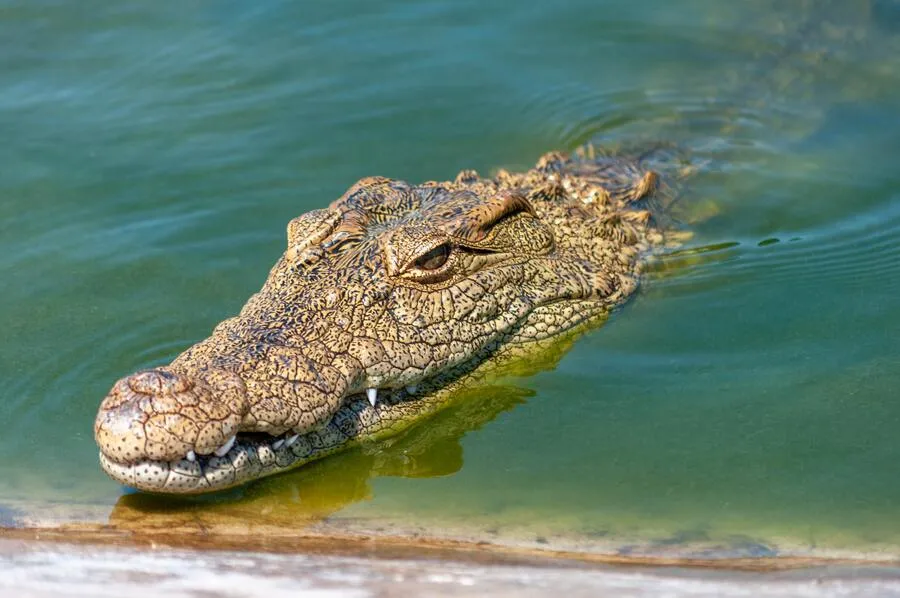 7 Spiritual Meaning of Alligator in Dreams