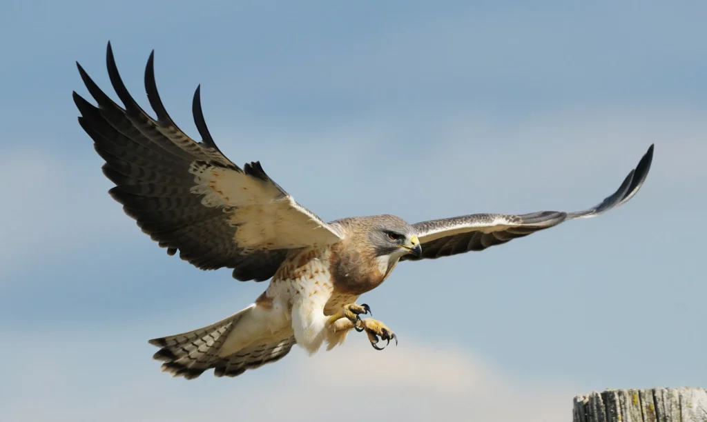 Biblical Meaning of Seeing a Hawk