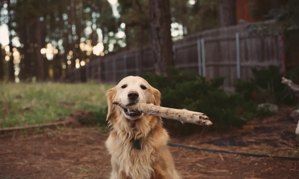 Spiritual Meaning of Dogs in Dreams