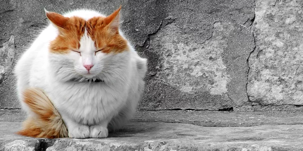 Signs Your Cat is Getting Old